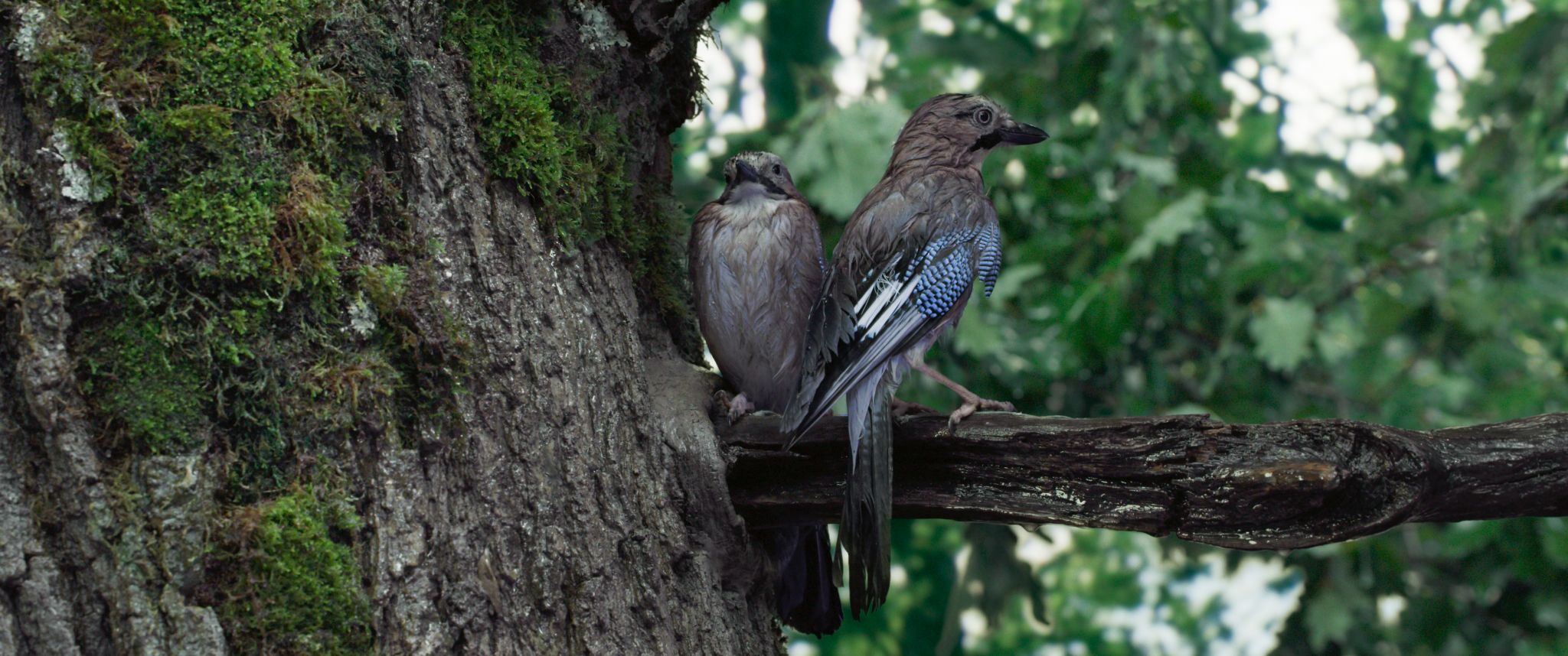 Le Ch&ecirc;ne 8.jpg (1.98 MB)